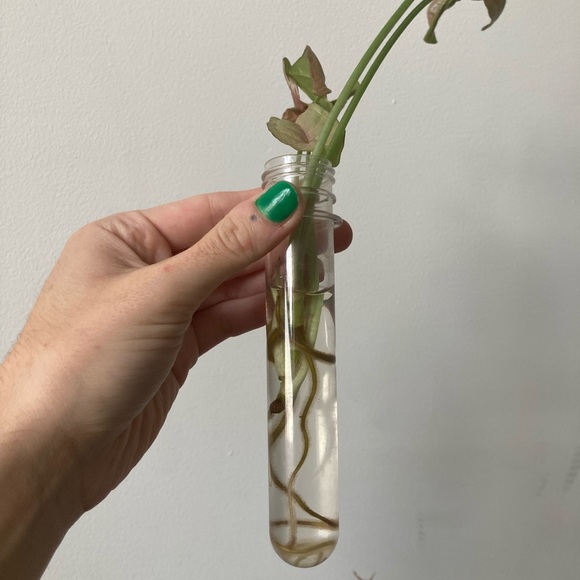 Rooted Neon Syngonium - Picture 3 of 3